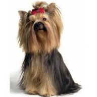 А_Синюкович