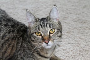 ЕлизаветаТ