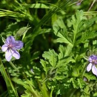 Л_Чиринская