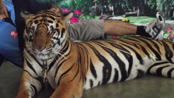 Шенкарецкая А