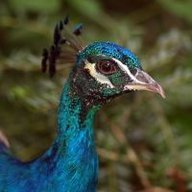 Горшонкова К