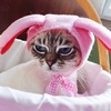 Скопинцева К
