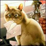 Zeyooni