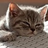 Д_Заботкина