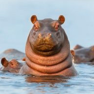 Ruubxeox
