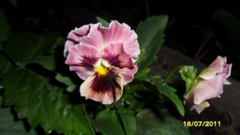 Г_Абрамович