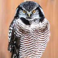 Трегубова Т