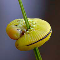 Jaoiwmovi
