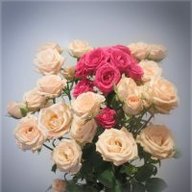 v_dariya