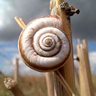 Т_Манжулова