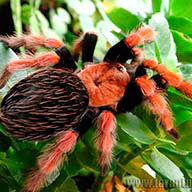 АнастасияК