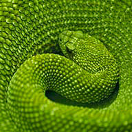 Семисотова С