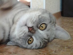 Eowutwes