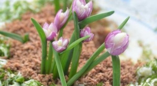 Салат Весенние подснежники