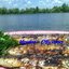 Скумбрия на мангале