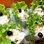 Салат с креветками и ананасом