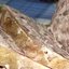 Сальтисон из рульки