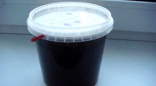 Трепанг на меду